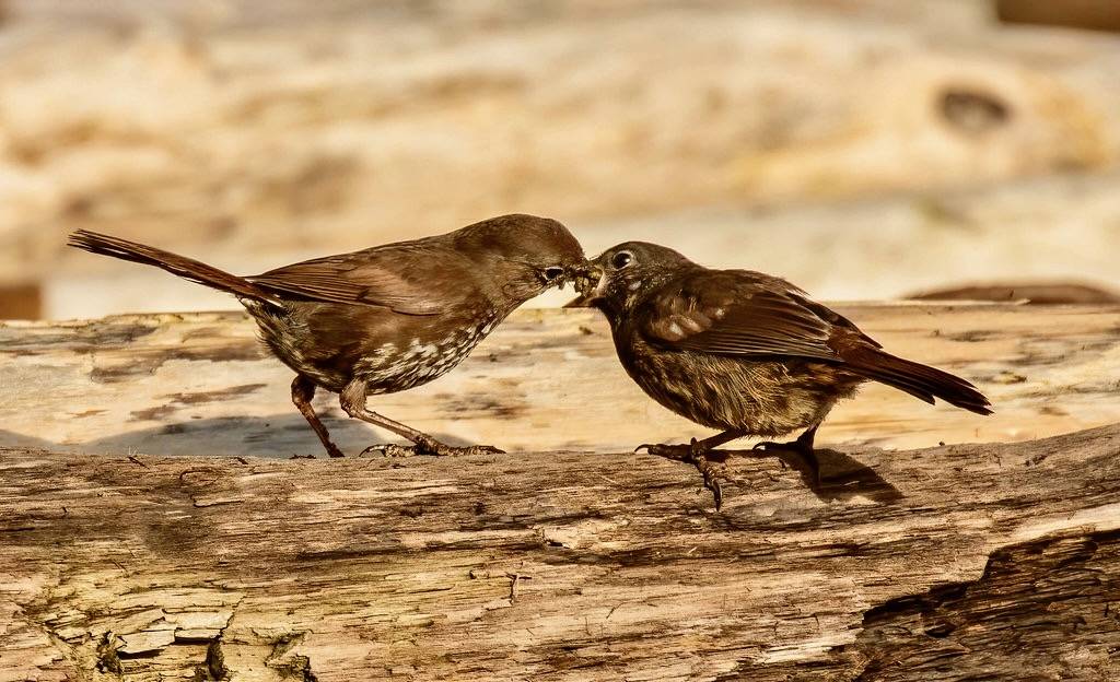Fox sparrows, yeah it's feeding time. by island deborah- New Book 'Song of the Sparrow' vig is marked with CC BY-SA 2.0.